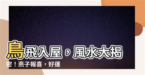 鳥飛 入 屋 風水|【鳥飛 入 屋 風水】鳥飛入屋，風水大揭密！燕子報喜，好運紛至。